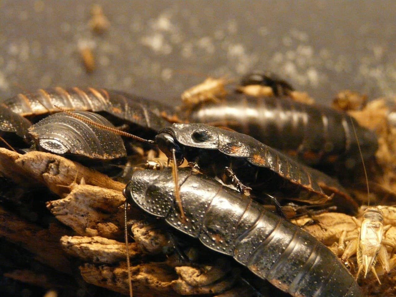 giant hissing cockroach 77069 1280